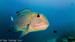 I had this snapper just swim up to me as if you wanted me... by Kyle Castelyn 